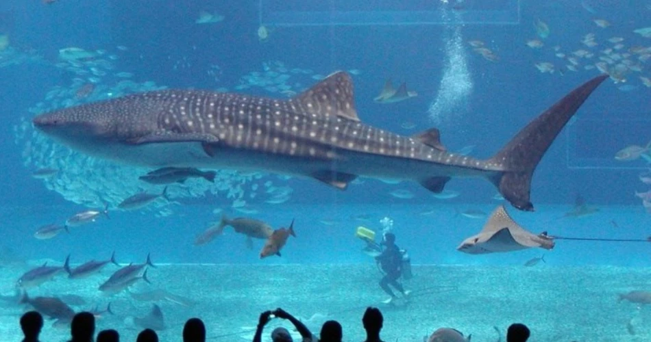 Top 10 Things to Do in Jeddah
